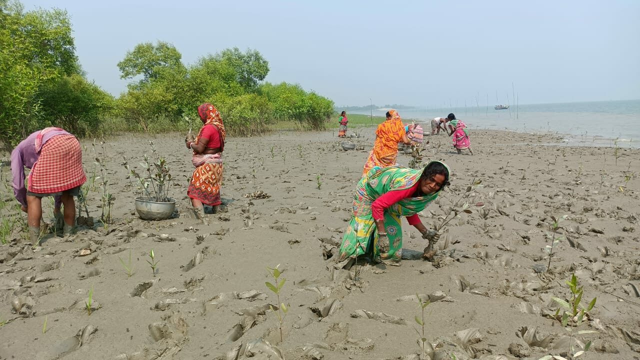 ম্যানগ্রোভ রোপণের মাধ্যম দিয়ে নদী বাঁধ ভাঙন রক্ষা করার প্রয়াস গৃহবধূদের