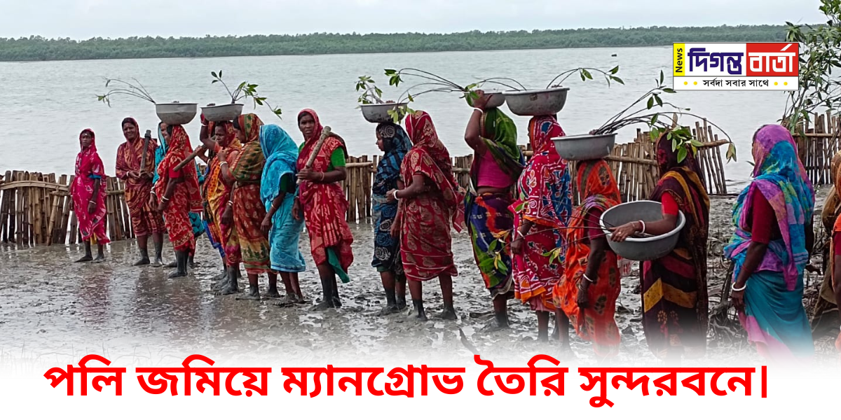 Mangrove trees are being planted Sundarbans using alluvial soil