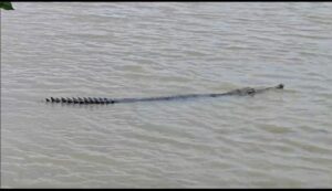 Crocodiles were seen Ganges River Hooghly River