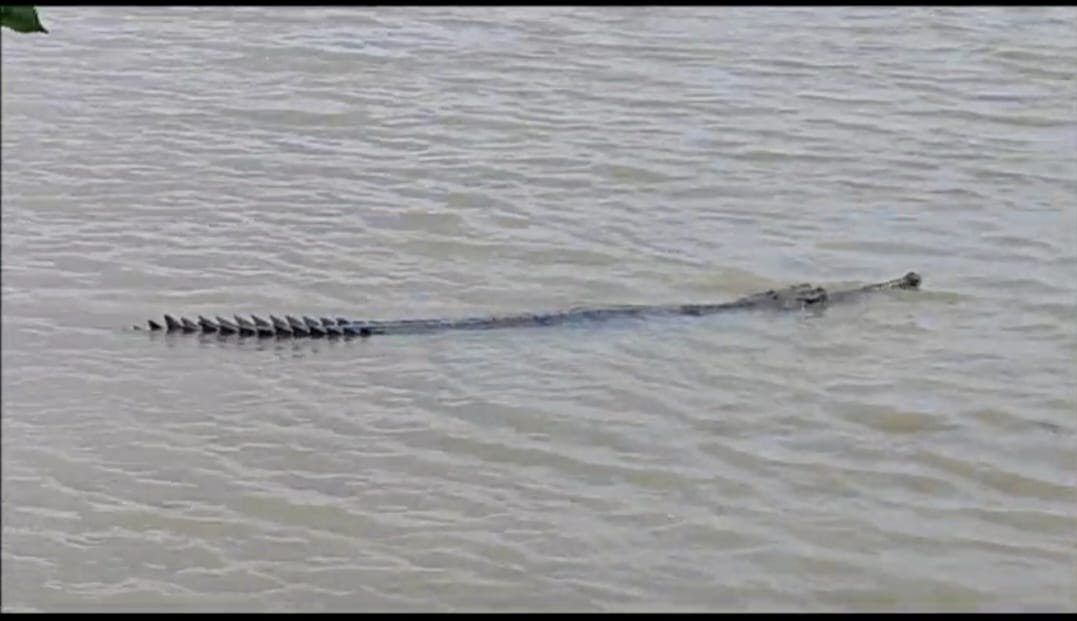 Crocodiles were seen Ganges River Hooghly River