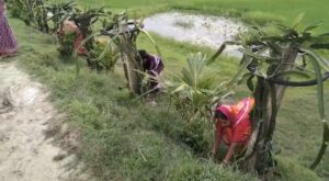 dragon fruit farming in west bengal raidighi