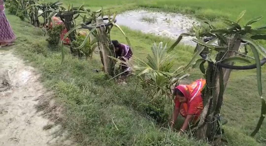 dragon fruit farming in west bengal raidighi