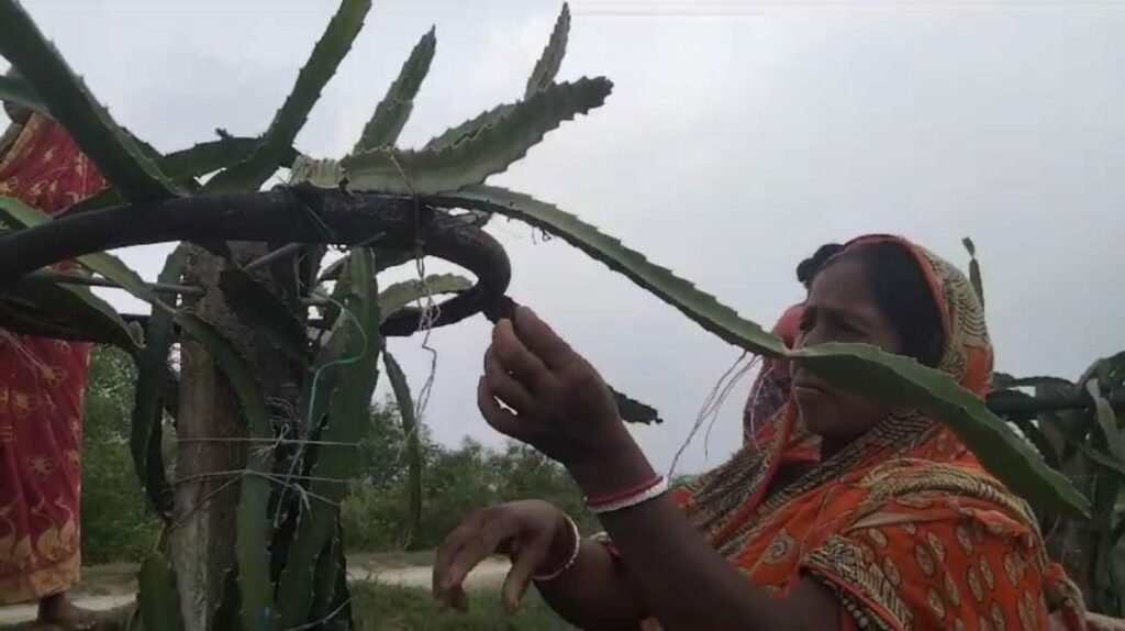dragon fruit farming in west bengal raidighi