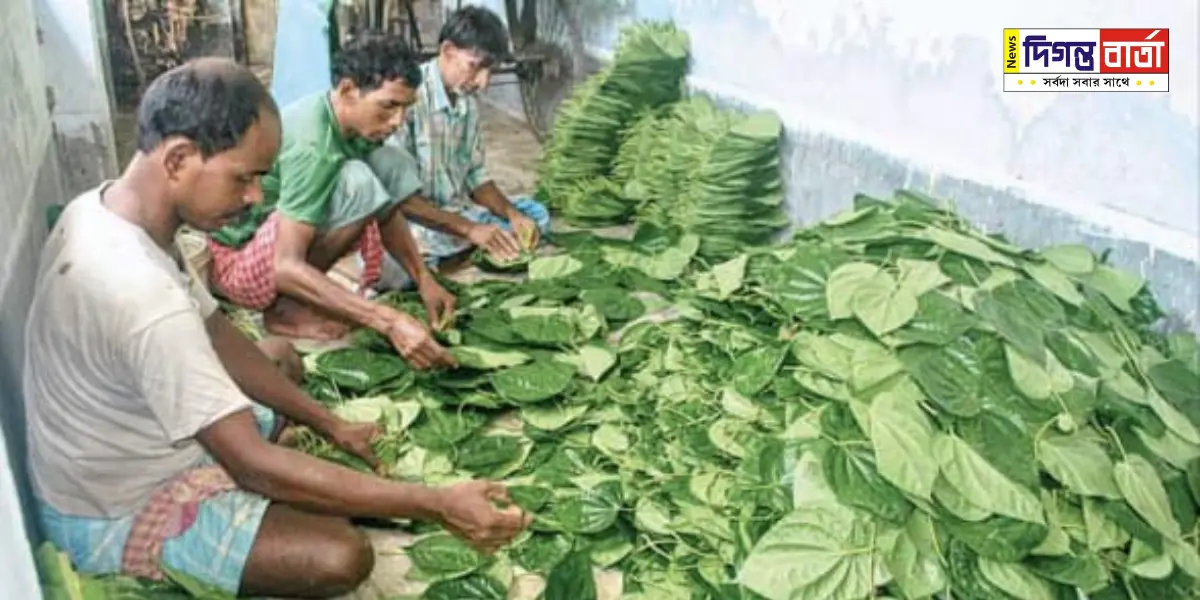 পানচাষি-betel