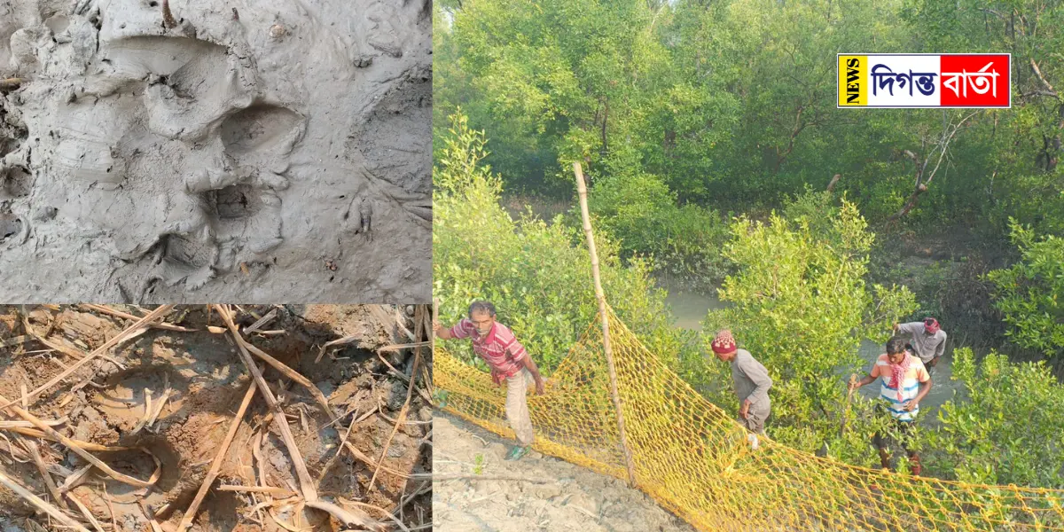 Tiger attack in Sundarbans