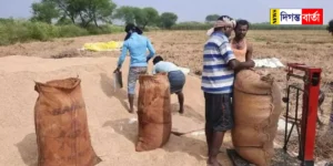 West Bengal buys paddy from Saker farmers
