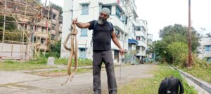 স্বাস্থ্যকেন্দ্রে উদ্ধার একাধিক বিষাক্ত চন্দ্রবোড়া। 
