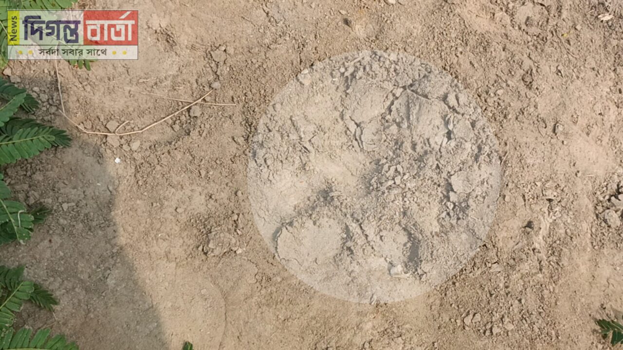 সুন্দরবনে রয়েল বেঙ্গল টাইগারের হুংকারে নির্বাক বনকর্মীরা।