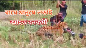 বাঘকে ধরতে পাতা হয়েছে খাঁচা, দেয়া হয়েছে টোপ।
