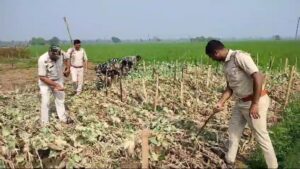 বেআইনি পোস্ত চাষ নষ্ট করল পোলবা থানার পুলিশ।