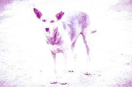 dog