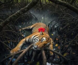 Royal Bengal Tiger সুন্দরবনে একটি পূর্ণবয়স্ক বাঘের মৃত্যু।