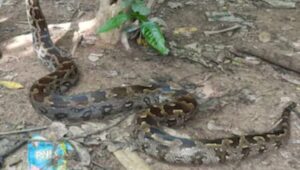 Python গৃহস্থের বাড়ি থেকে উদ্ধার বিশাল অজগর সাপ।