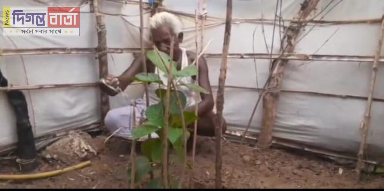 Plant tree শুভেন্দু বাবুর নামে আমি ১০০ চারা গাছ রোপন করবো : পুরুলিয়ার গাছ দাদু।