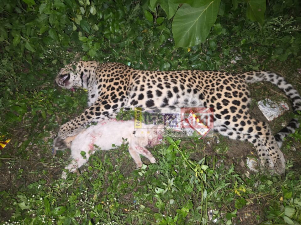 Death leopard গাড়ির ধাক্কায় মৃ/ত্যু চিতা বাঘের, ব্যাপক চাঞ্চল্য।