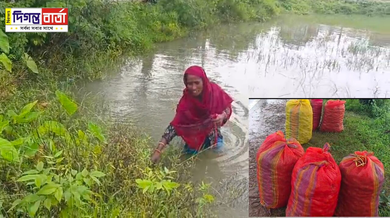White snail পুষ্টিকর সুস্বাস্থ্য রোগ প্রতিরোধ ইউরোপের দেশগুলো সাদা শামুকের কদর বাড়ছে।