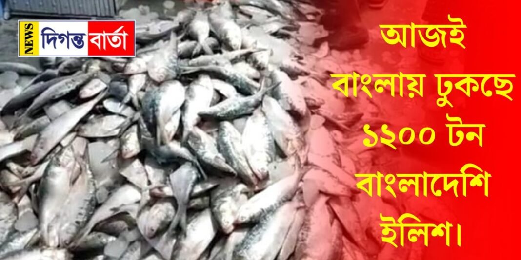 1200 tons of Bangladeshi hilsa are entering Bengal today