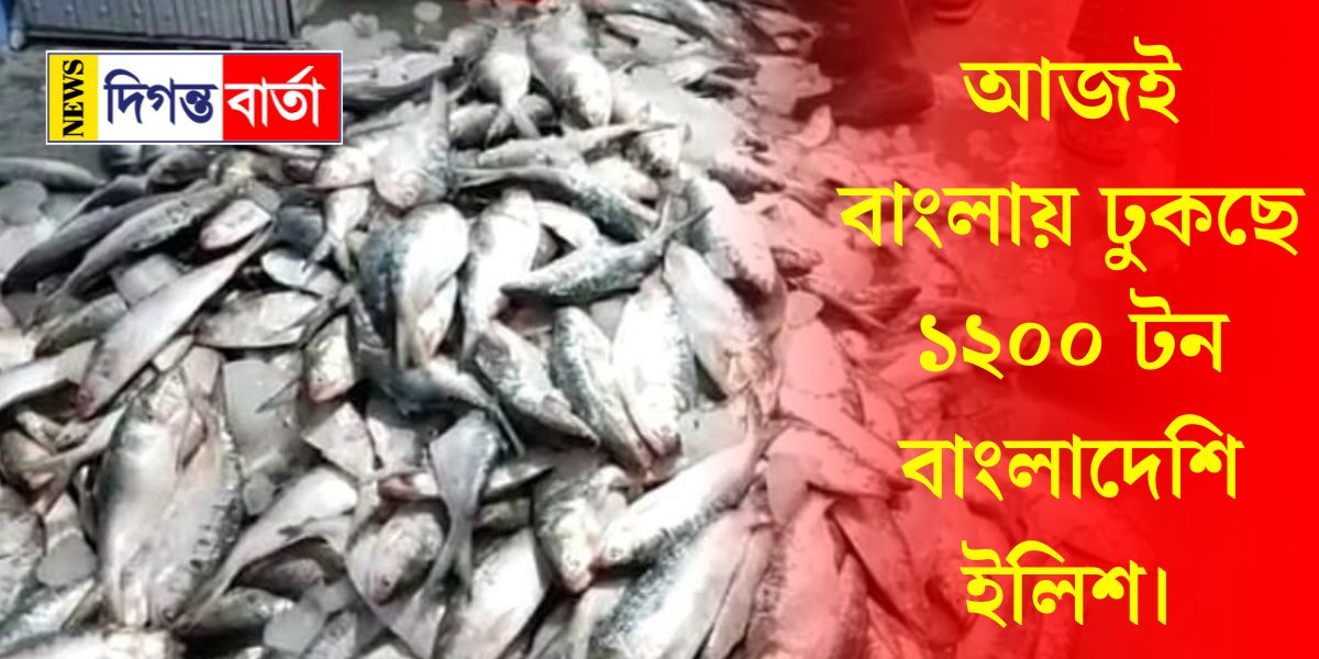1200 tons of Bangladeshi hilsa are entering Bengal today