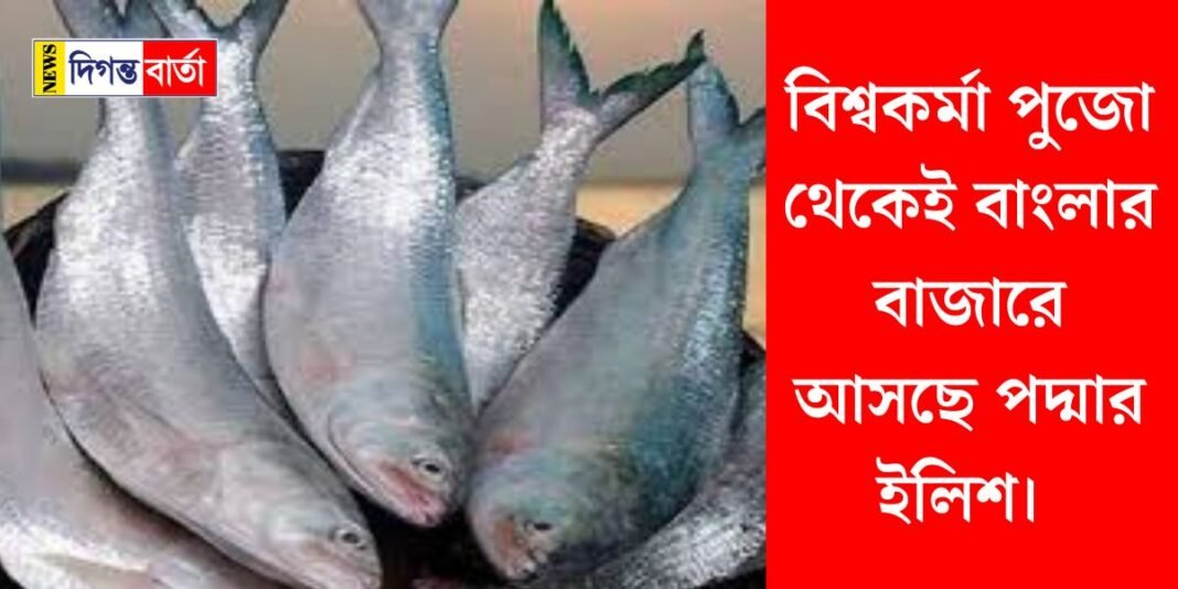 বিশ্বকর্মা পুজো থেকেই বাংলার বাজারে আসছে পদ্মার ইলিশ।