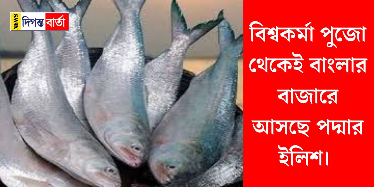 বিশ্বকর্মা পুজো থেকেই বাংলার বাজারে আসছে পদ্মার ইলিশ।